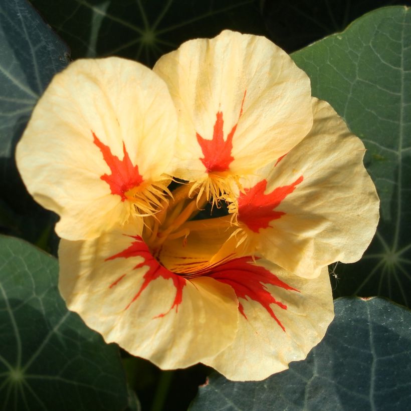 Nasturzio Peach Melba (Fioritura)