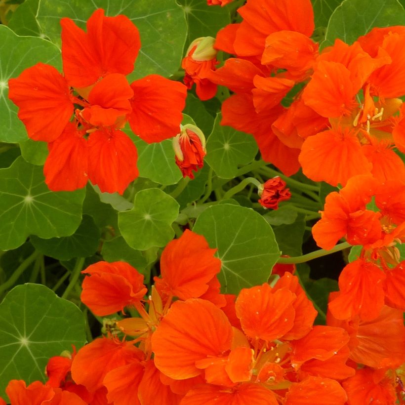 Nasturzio Whirlybird Orange (Fioritura)