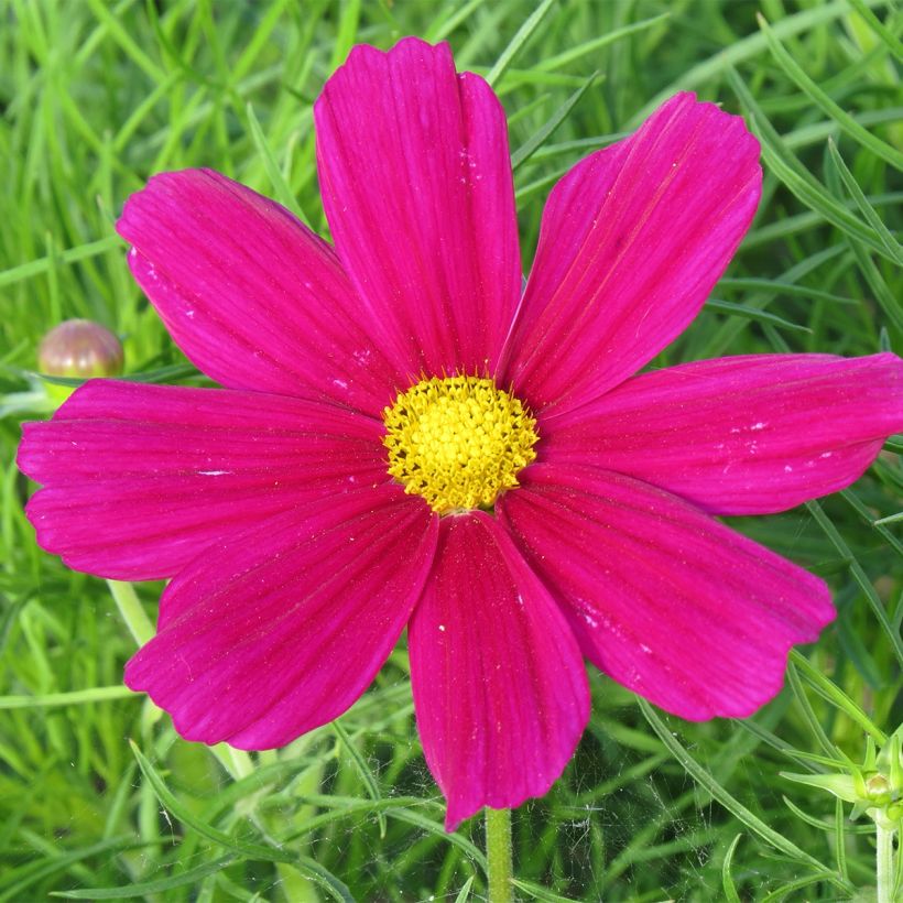 Cosmos Royal Dwarf Carmine - Cosmea (Fioritura)