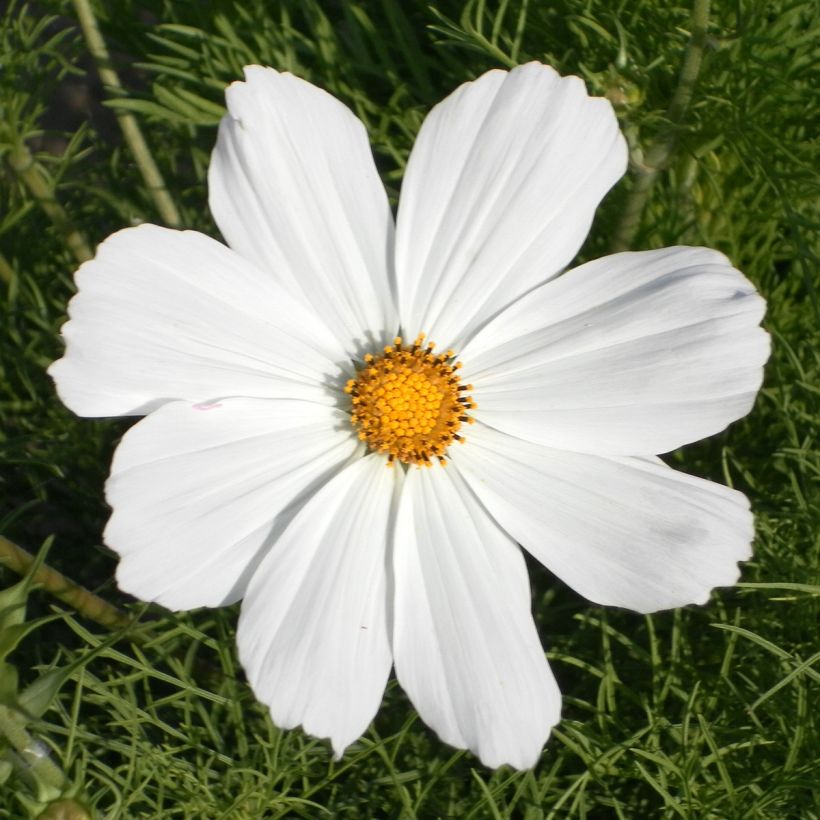 Cosmos Sonata White (semi) - Cosmea (Fioritura)