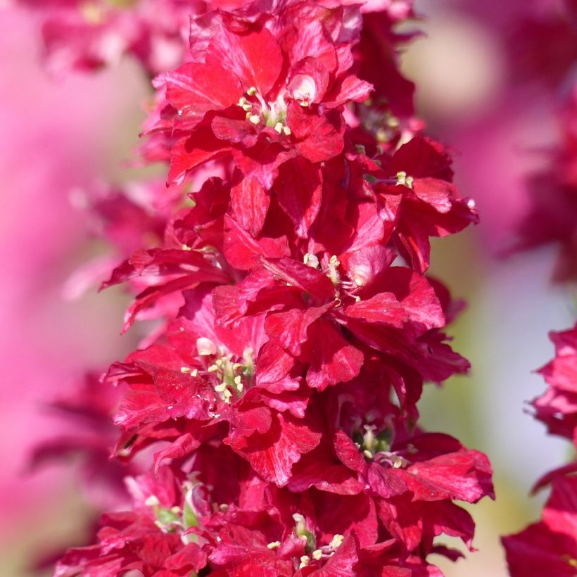 Delphinium Kingsize Scarlet - Speronella (Fioritura)