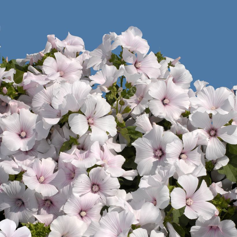 Lavatera trimestris New Dwarf Pink Blush - Malva regina (Fioritura)