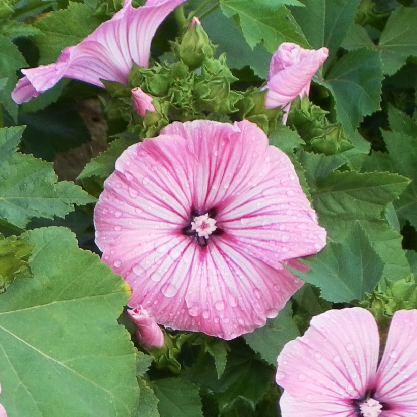 Lavatera trimestris Silver Cup - Malva regina (Fioritura)