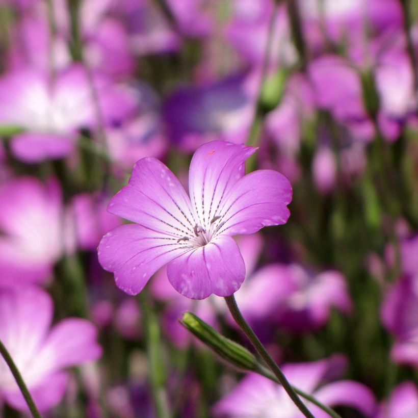 Agrostemma githago Milas - Gittaione (Fioritura)