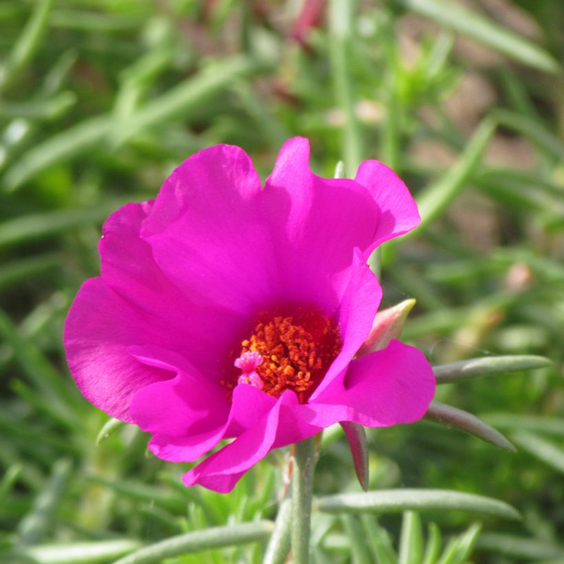 Portulaca grandiflora Single Ruby (Fioritura)