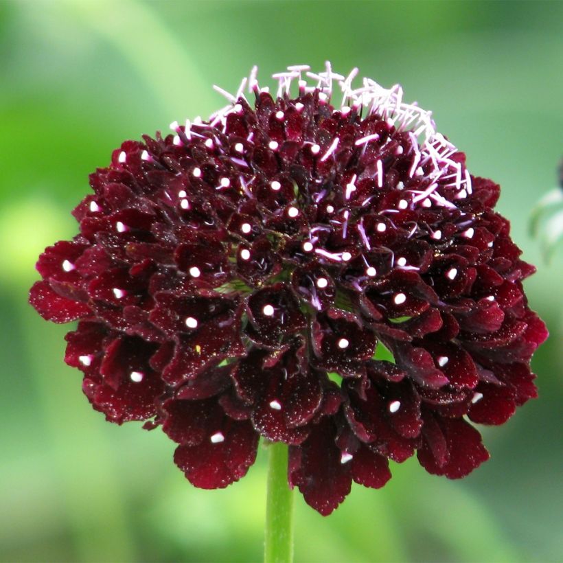 Scabiosa atropurpurea Ebony and Ivory (Fioritura)