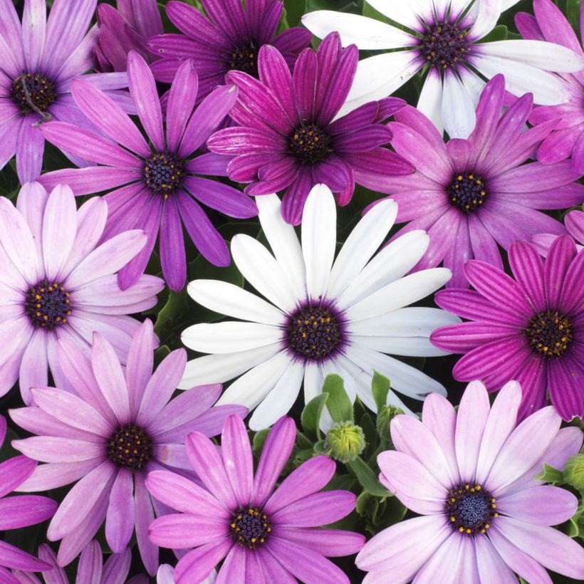 Osteospermum Passion Mixed (Fioritura)