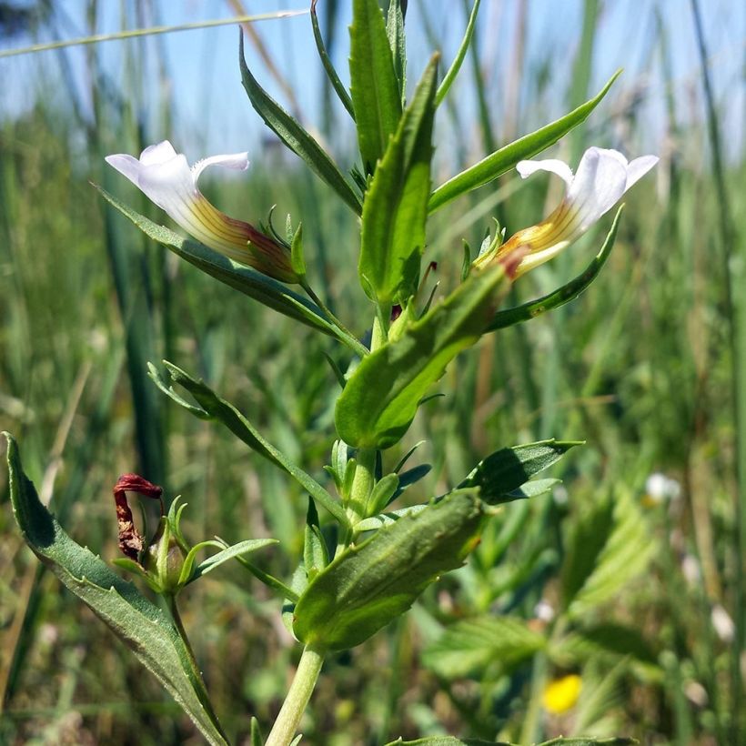 Gratiola officinalis - Graziella (Fogliame)