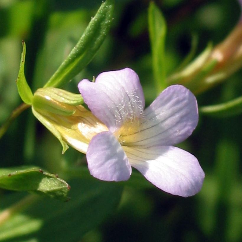 Gratiola officinalis - Graziella (Fioritura)