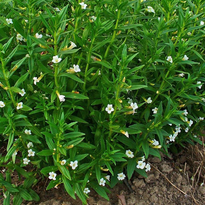 Gratiola officinalis - Graziella (Porto)