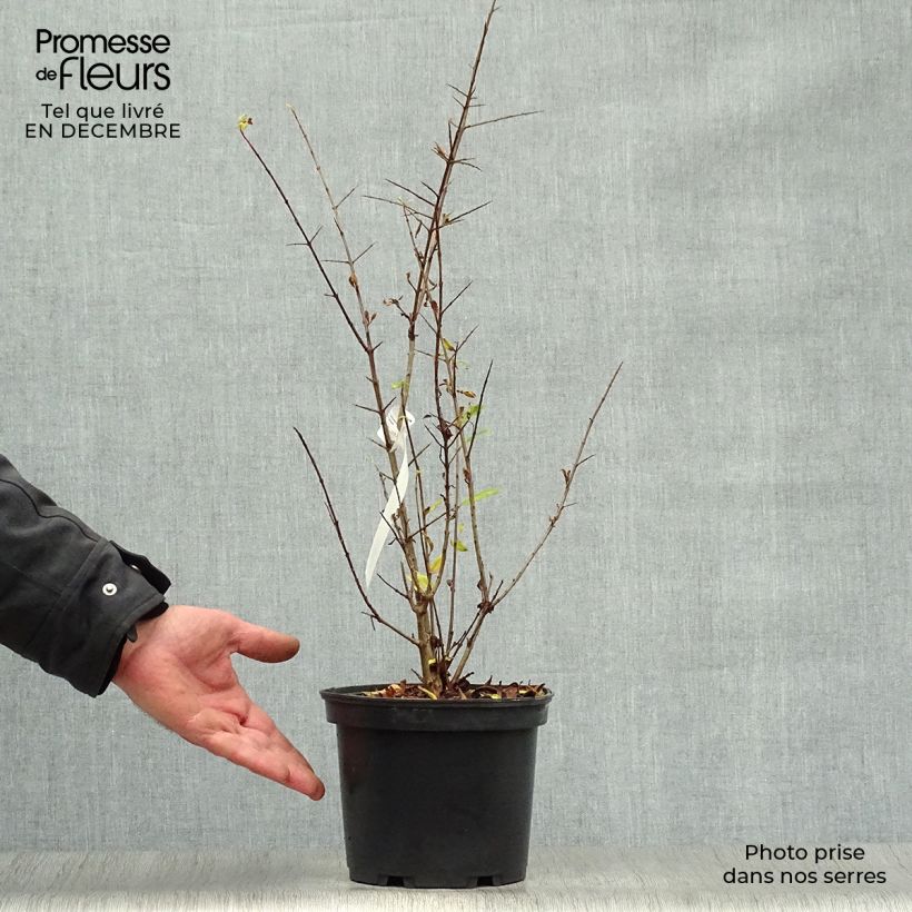 Grenadier à fleurs - Punica granatum Maxima Rubra Pot de 2L/3L esemplare consegnato in inverno