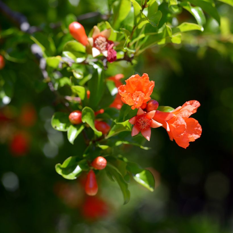 Melograno Dente di leone - Punica granatum (Fioritura)