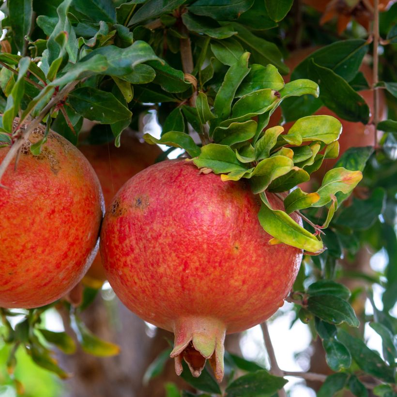 Melograno Dente di leone - Punica granatum (Raccolta)