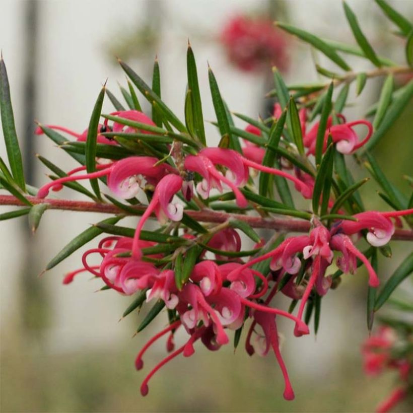 Grevillea gracilis Clearview David (Fioritura)