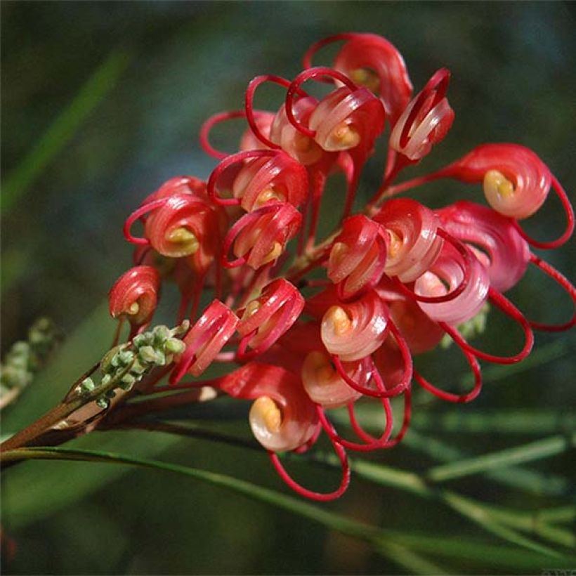 Grevillea johnsonii (Fioritura)