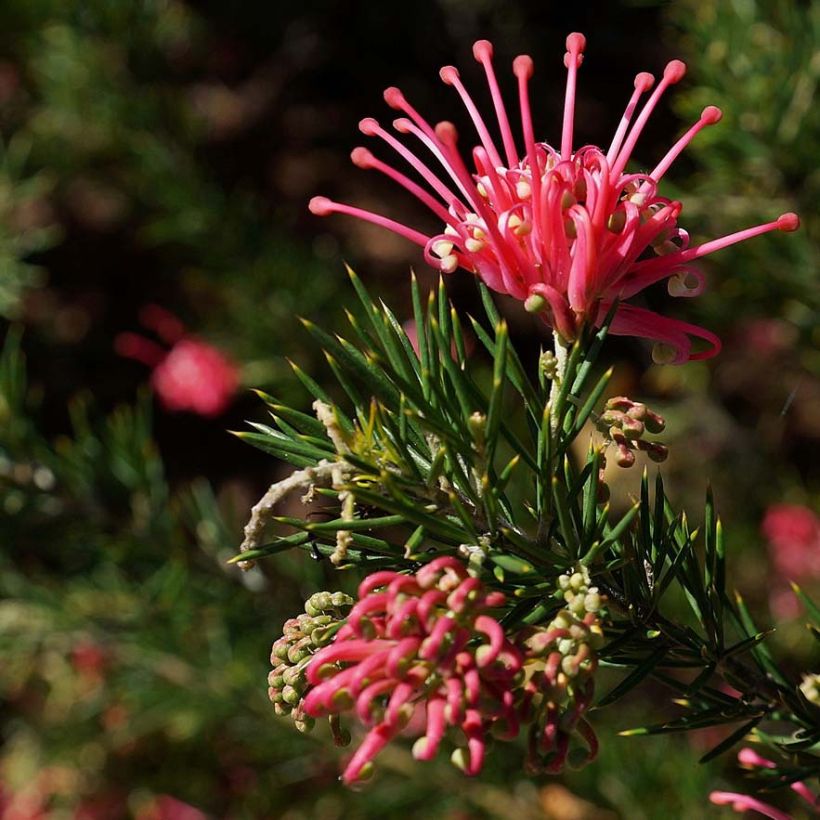 Grevillea juniperina (Fioritura)