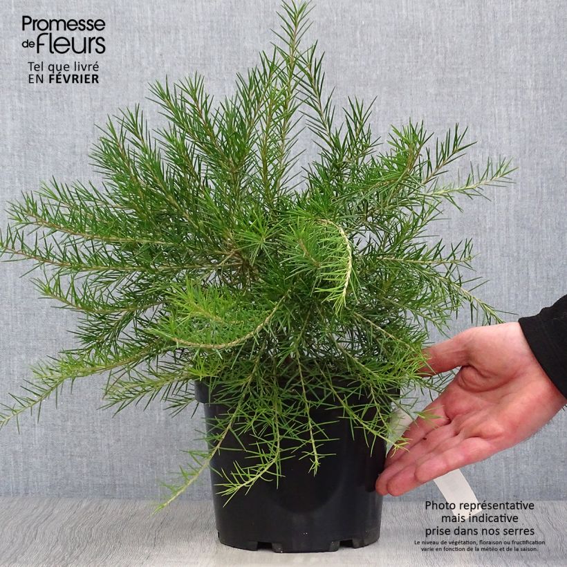 Grevillea juniperina Canberra Gem Pot de 2L/3L esemplare consegnato in inverno