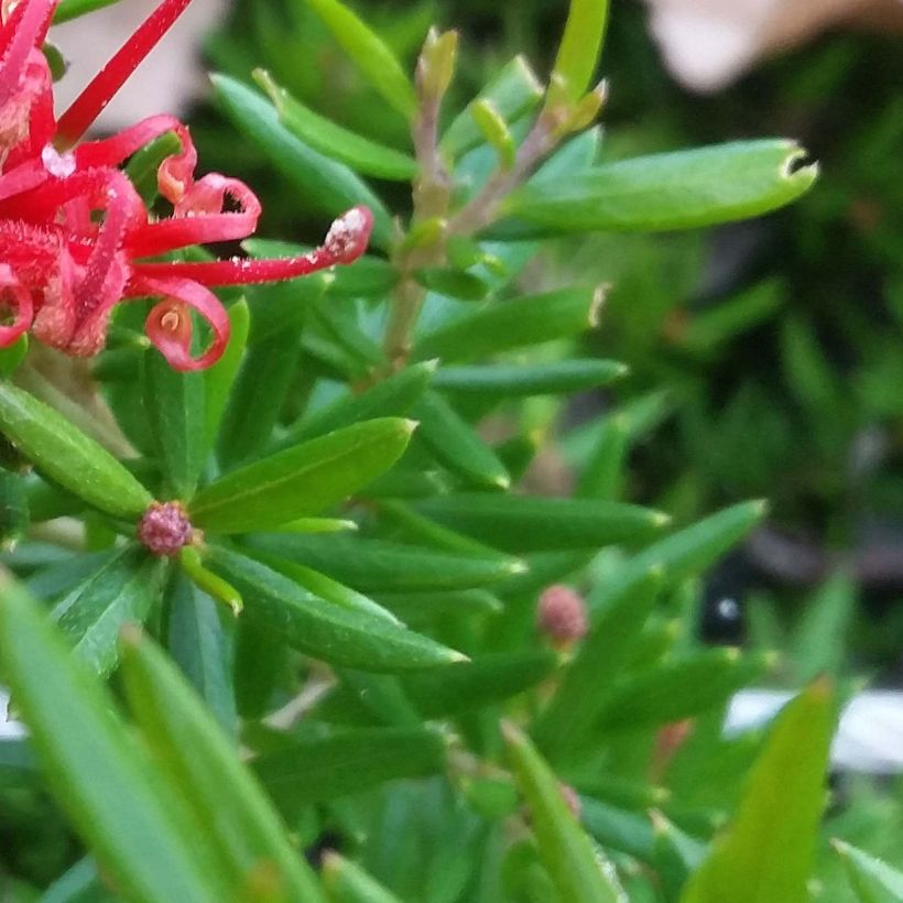 Grevillea juniperina New Blood (Fogliame)