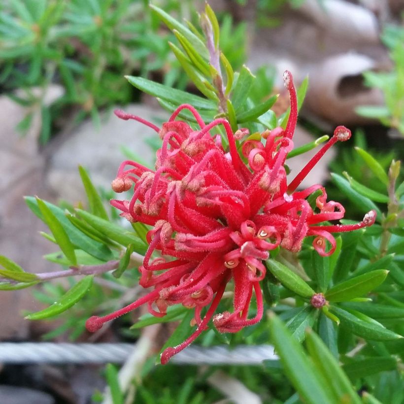 Grevillea juniperina New Blood (Fioritura)