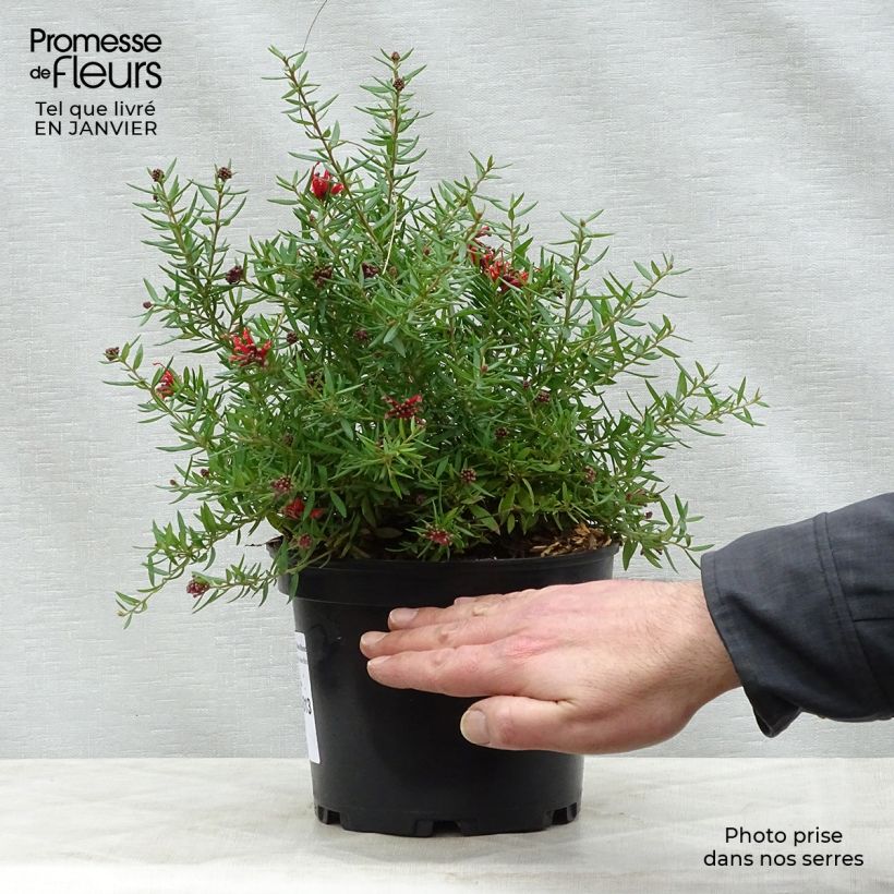 Grevillea juniperina New Blood Pot de 2L/3L esemplare consegnato in inverno