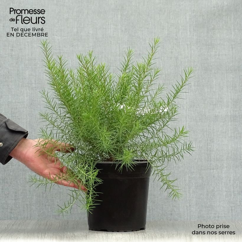 Grevillea juniperina Pot de 3L/4L esemplare consegnato in inverno