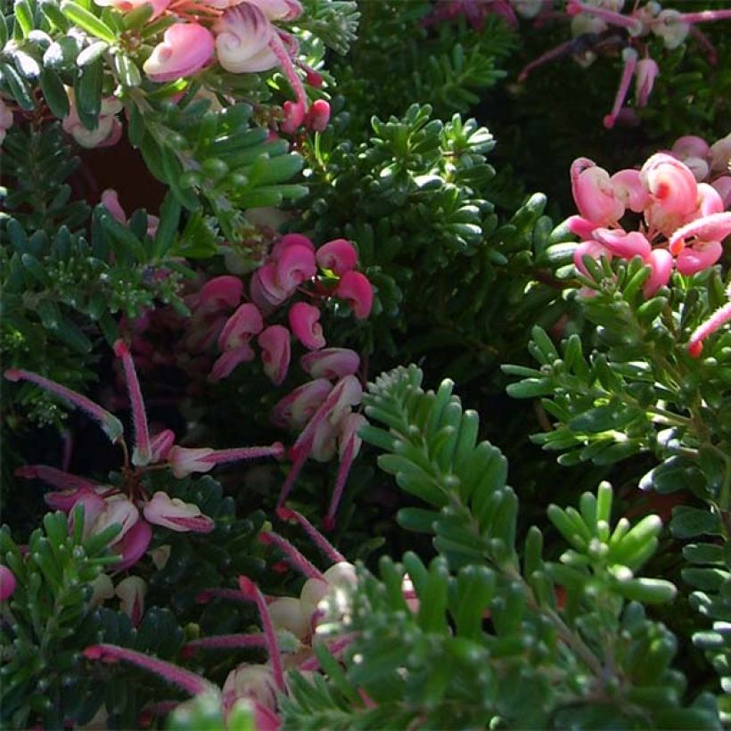 Grevillea lanigera Tamboritha (Fogliame)