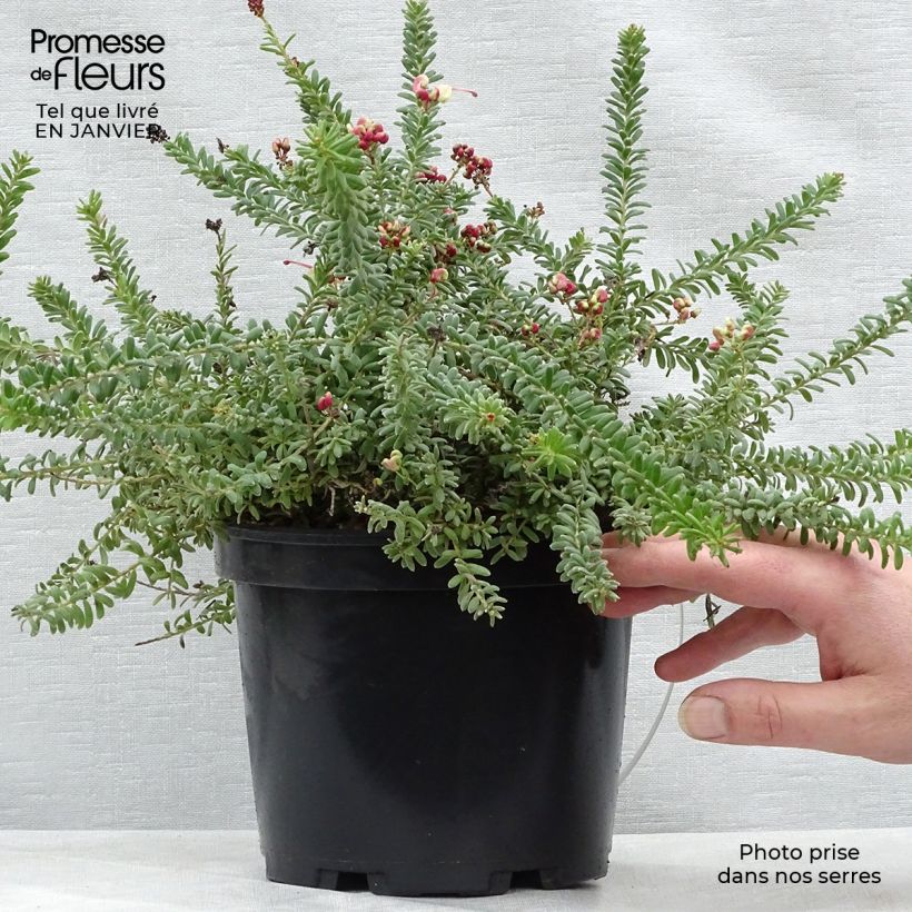 Grevillea lanigera Mount Tamboritha  Pot de 2L/3L esemplare consegnato in inverno