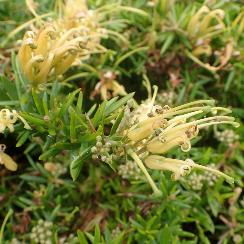 Grevillea prostrata Aurea (Fioritura)