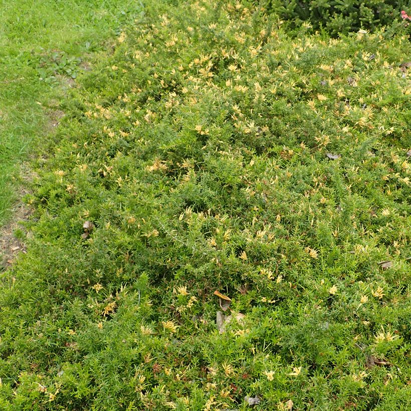 Grevillea prostrata Aurea (Porto)