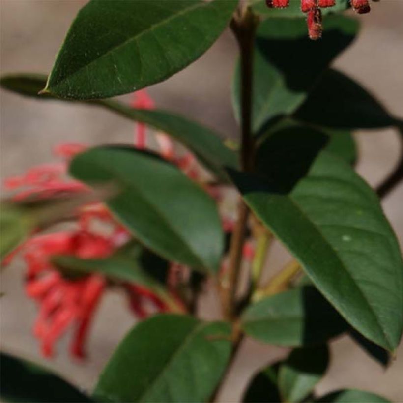 Grevillea rhyolitica (Fogliame)