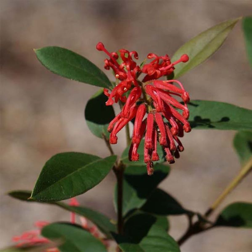 Grevillea rhyolitica (Fioritura)