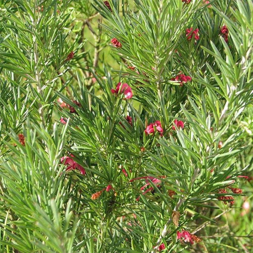 Grevillea rosmarinifolia (Fogliame)