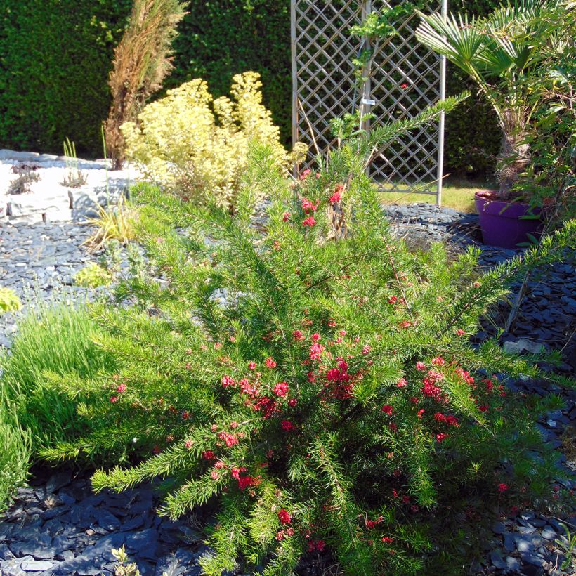 Grevillea rosmarinifolia (Porto)