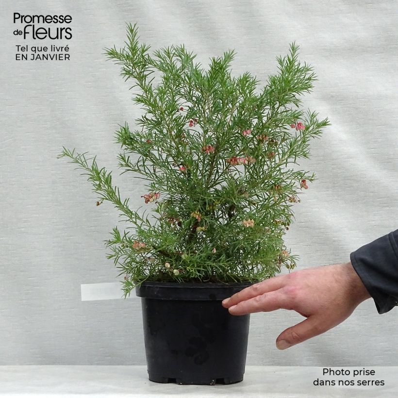 Grevillea rosmarinifolia  Pot de 2L/3L esemplare consegnato in inverno