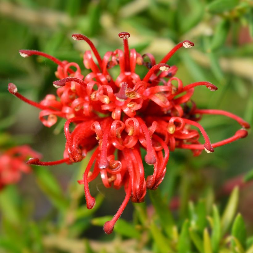 Grevillea rosmarinifolia Clearview David (Fioritura)