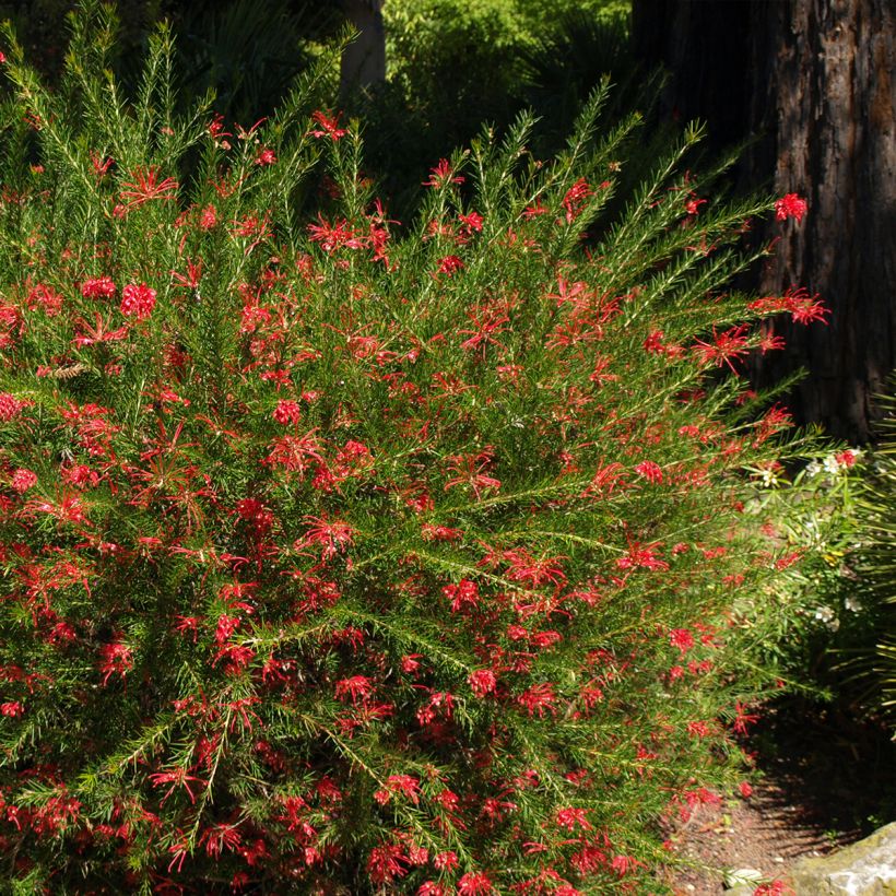 Grevillea rosmarinifolia Clearview David (Porto)