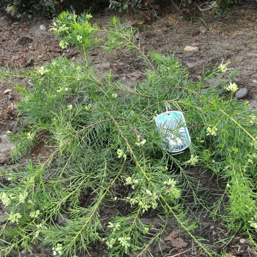 Grevillea gracilis Alba (Porto)