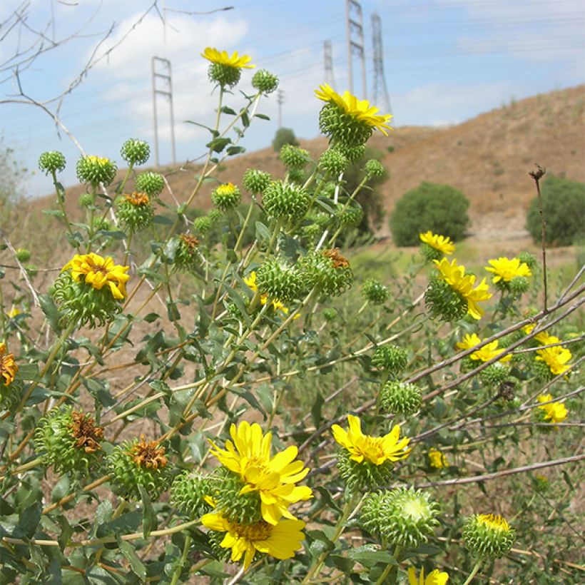 Grindelia camporum (Fioritura)