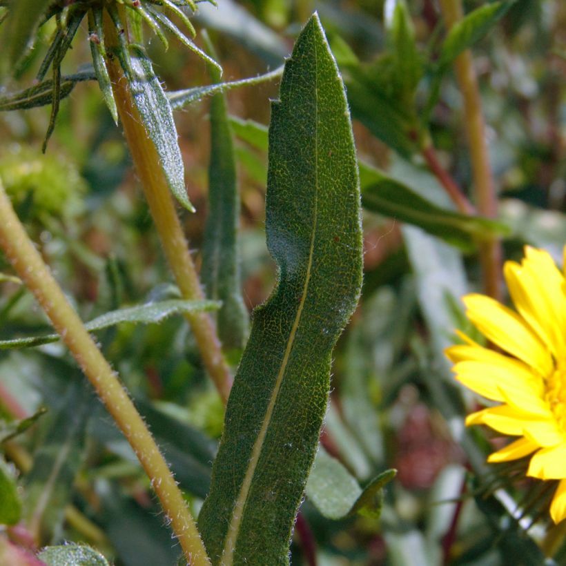 Grindelia camporum (Fogliame)