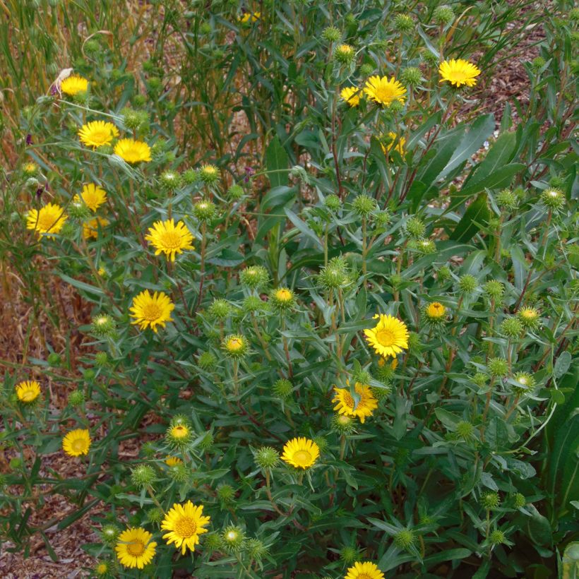 Grindelia camporum (Porto)