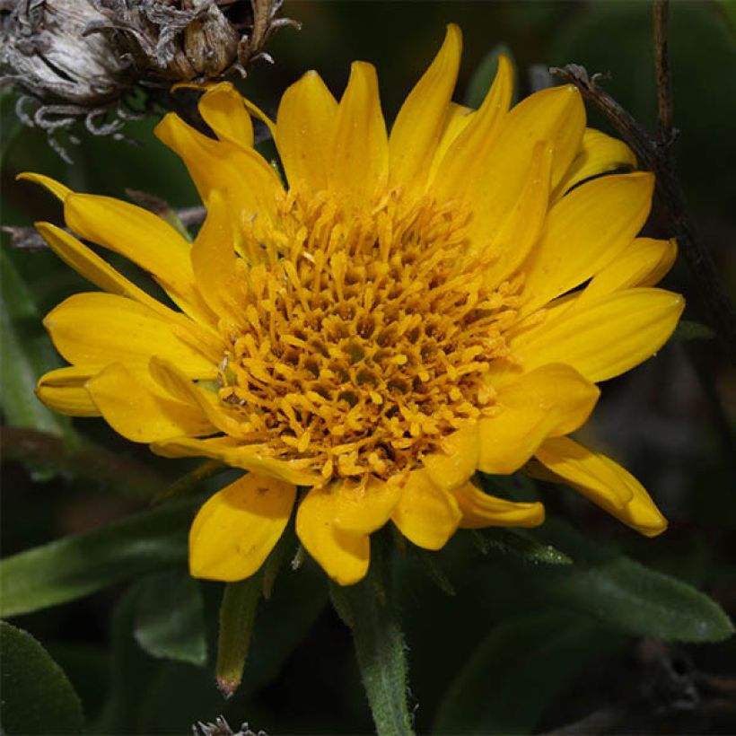 Grindelia integrifolia (Fioritura)