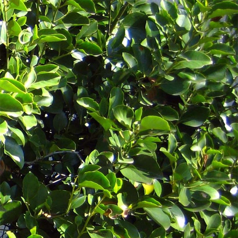 Griselinia littoralis (Fogliame)