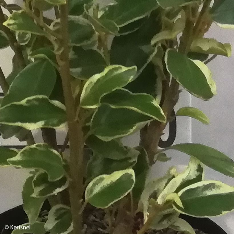 Griselinia littoralis Bantry Bay (Fogliame)