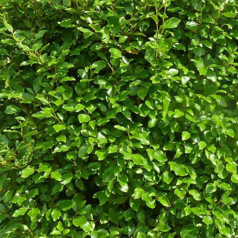 Griselinia littoralis Green Horizon (Fogliame)