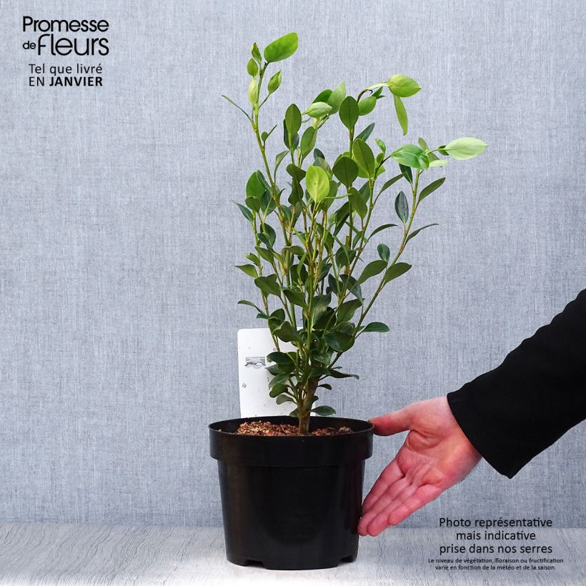 Griselinia littoralis Green Horizon Pot de 3L/4L esemplare consegnato in inverno