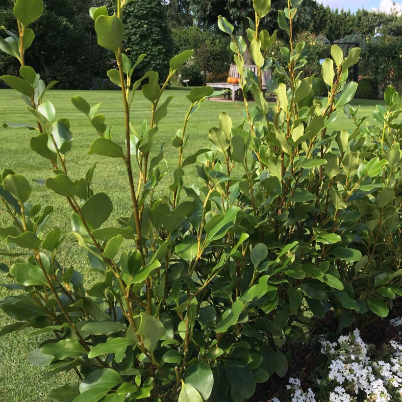 Griselinia littoralis Redge (Porto)