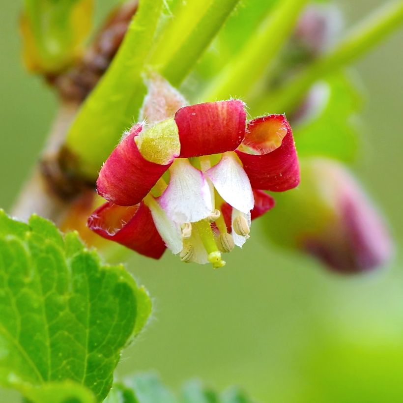 Ribes x nidigrolaria Jostaberry - Josta (Fioritura)