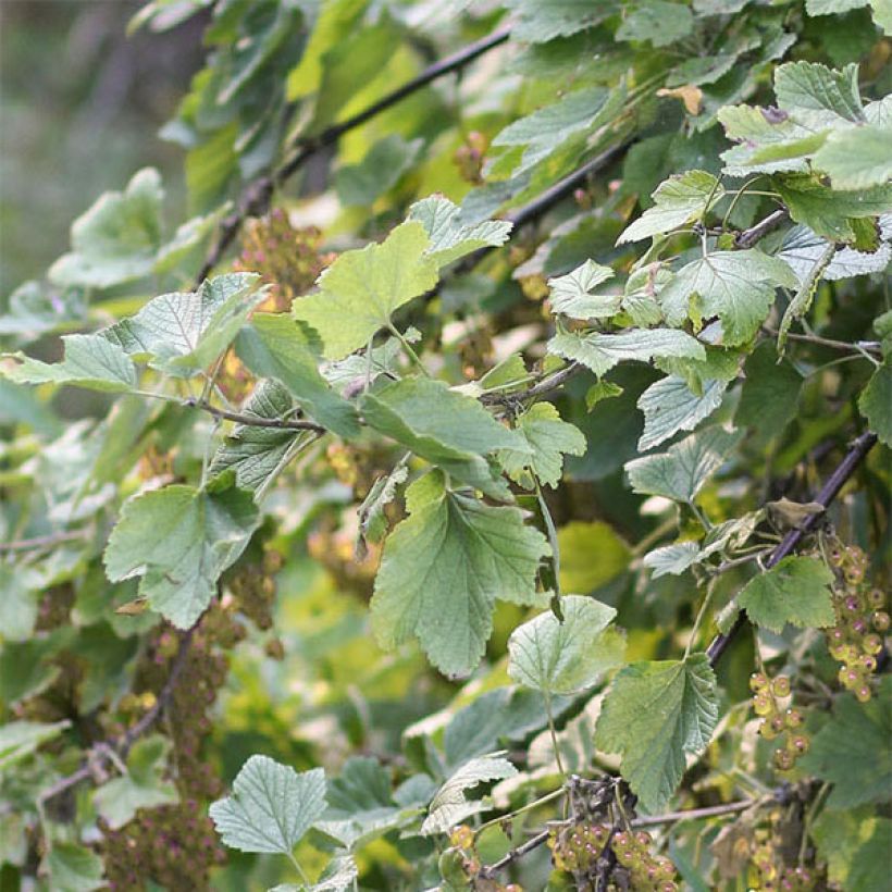 Ribes bianco Hollande blanche (Fogliame)