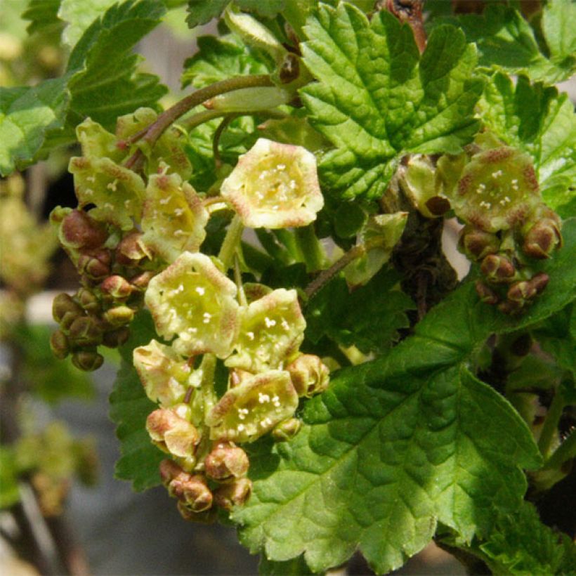 Ribes bianco Hollande blanche (Fioritura)