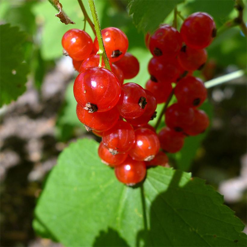 Ribes rosso Jonkheer van Tets (Raccolta)